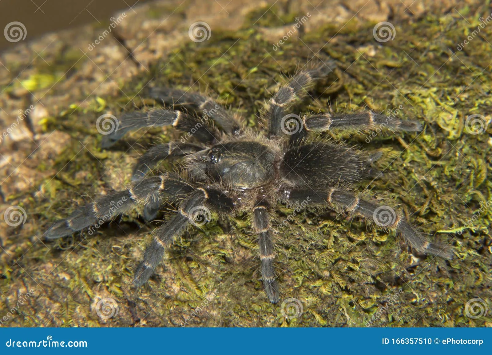 17052 tarantula venom