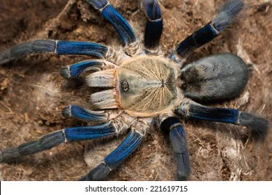 17053 cobalt blue tarantula bite treatment