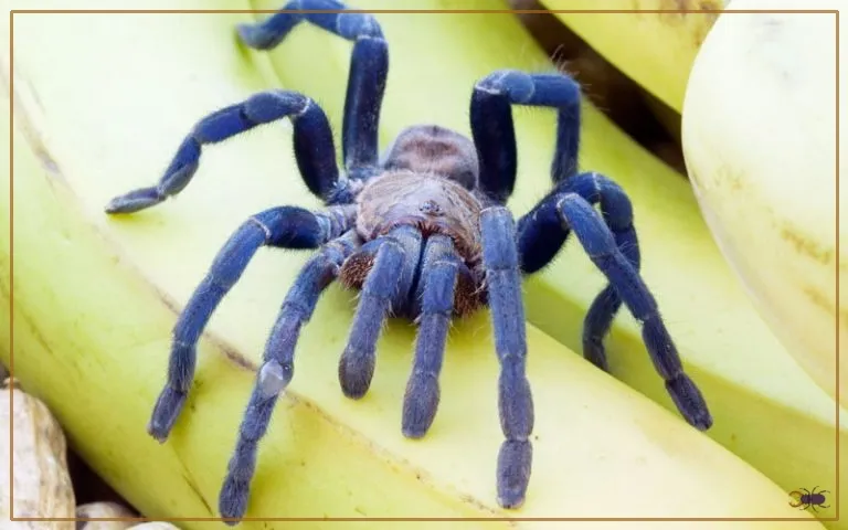 /img/17053-cobalt-blue-tarantula-enclosure.webp