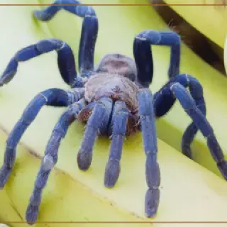 /img/17053-cobalt-blue-tarantula-enclosure.webp