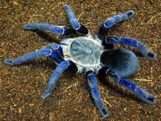 17053 cobalt blue tarantula habitat