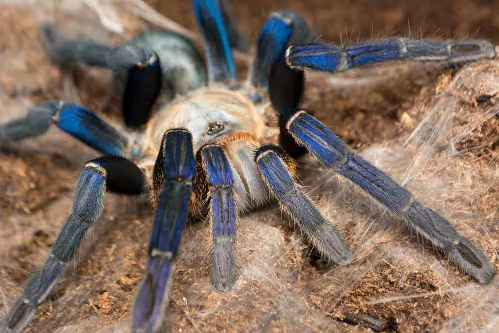 17053 cobalt blue tarantula safe handling