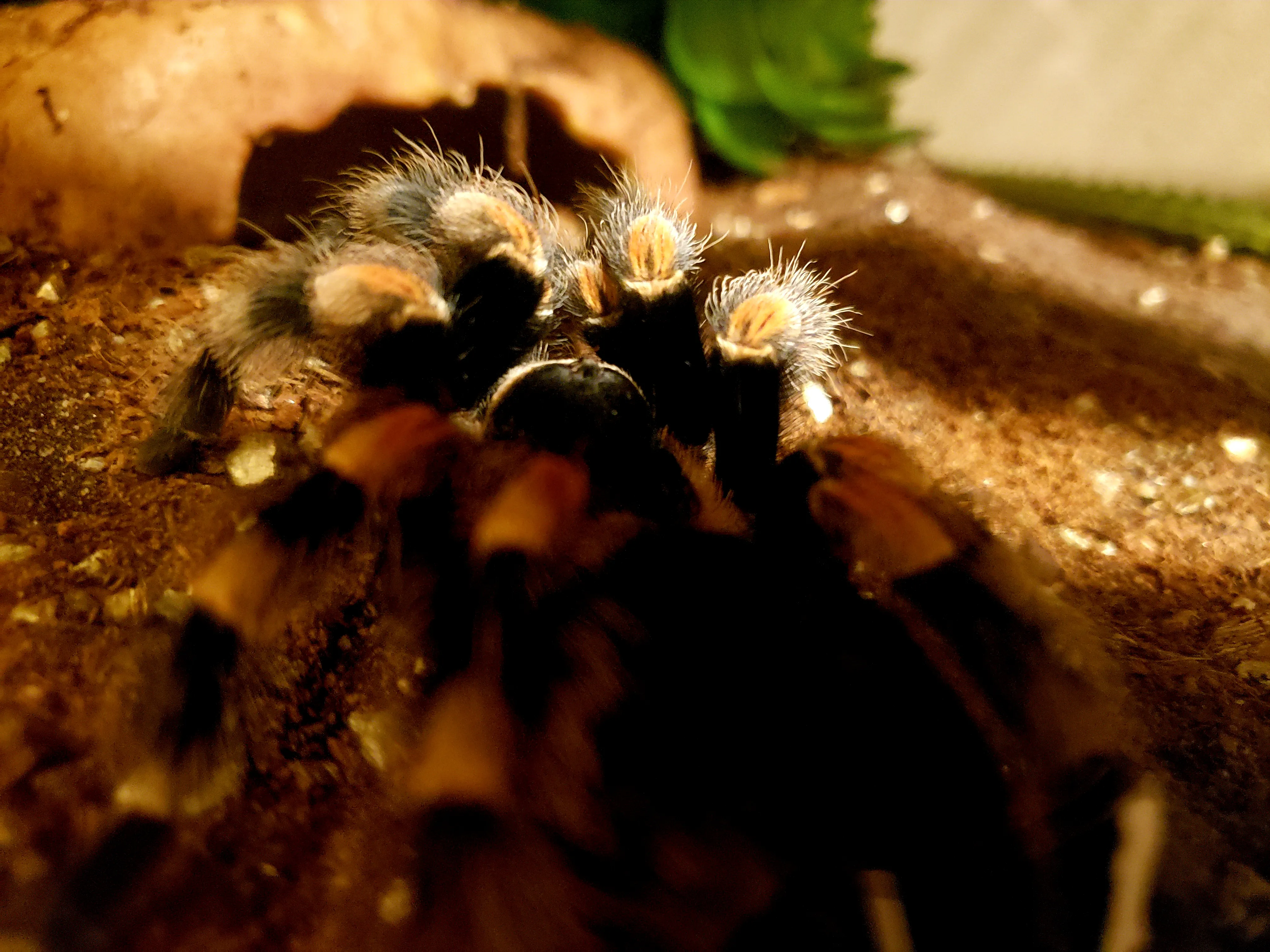 17055 hamorii tarantula habitat