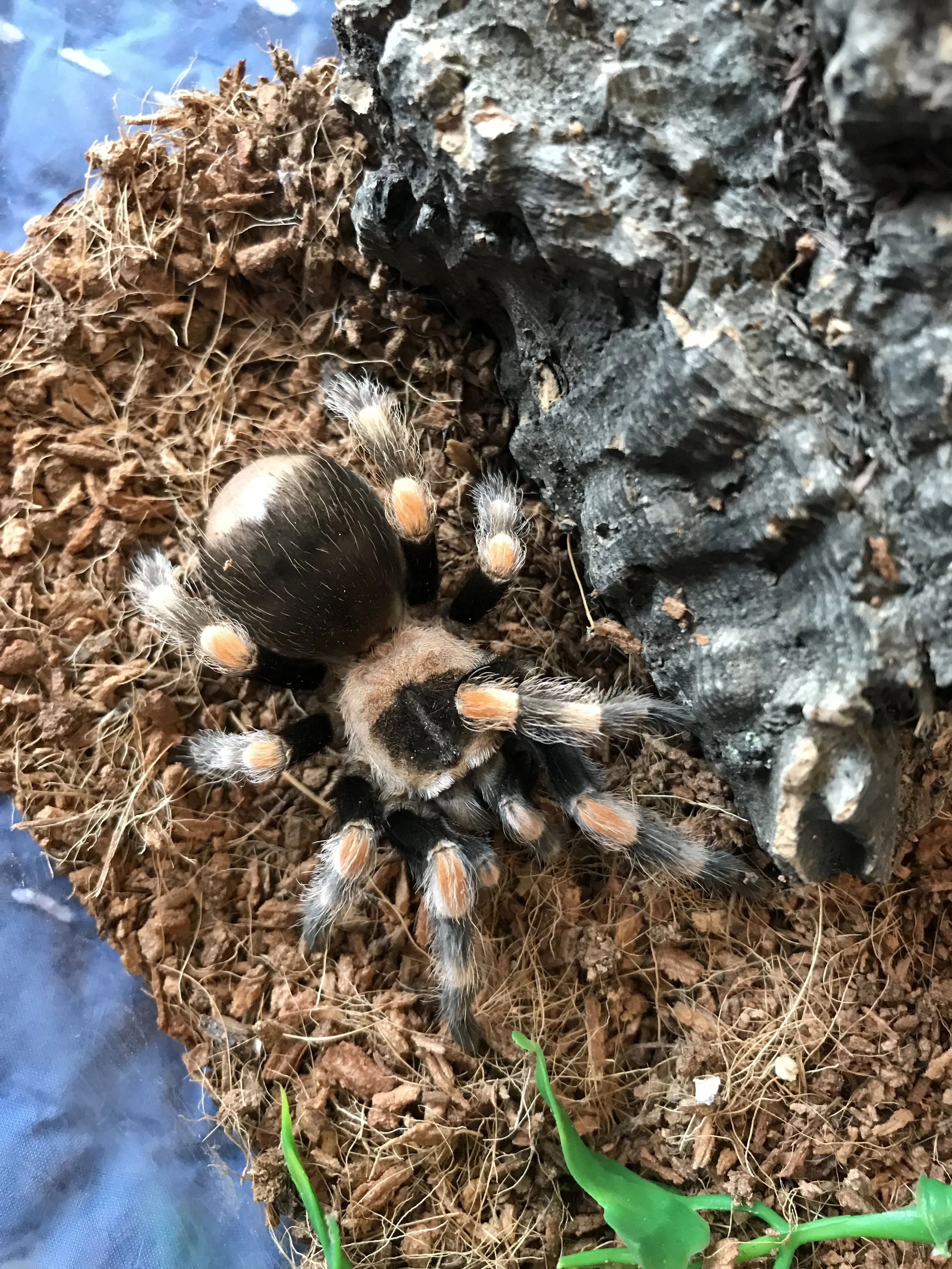 17055 hamorii tarantula handling
