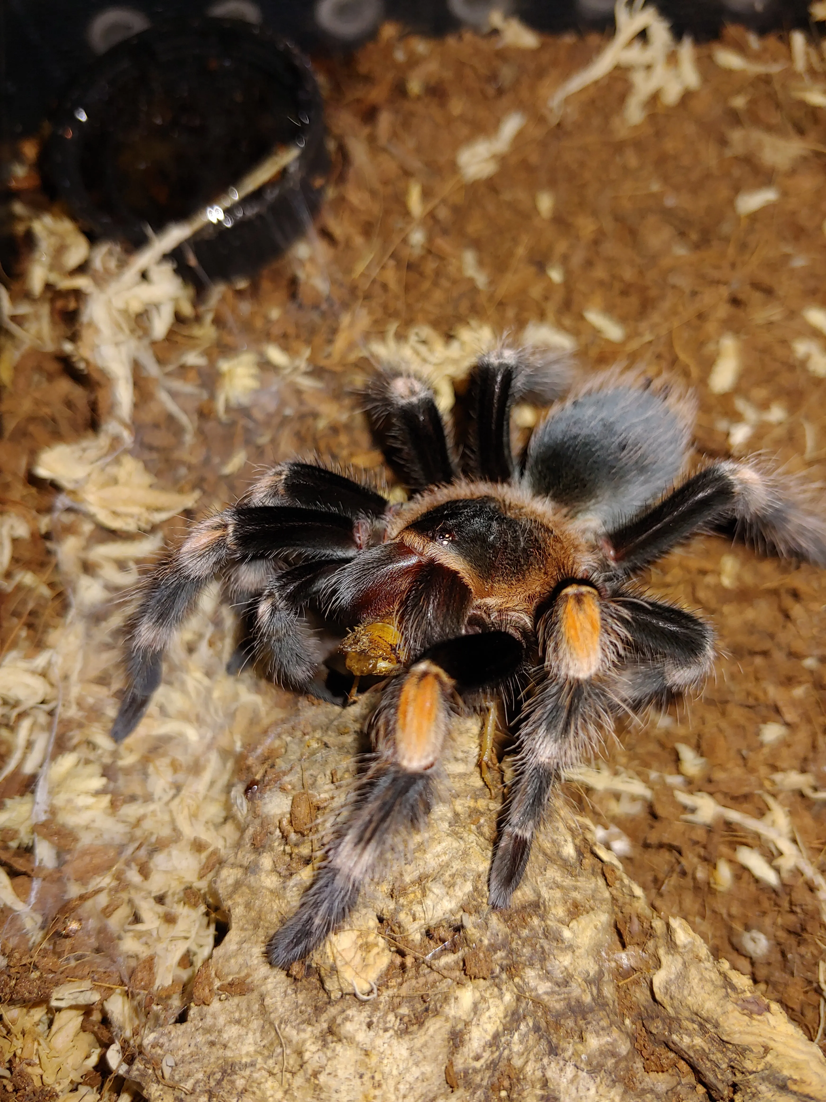 17055 hamorii tarantula substrate