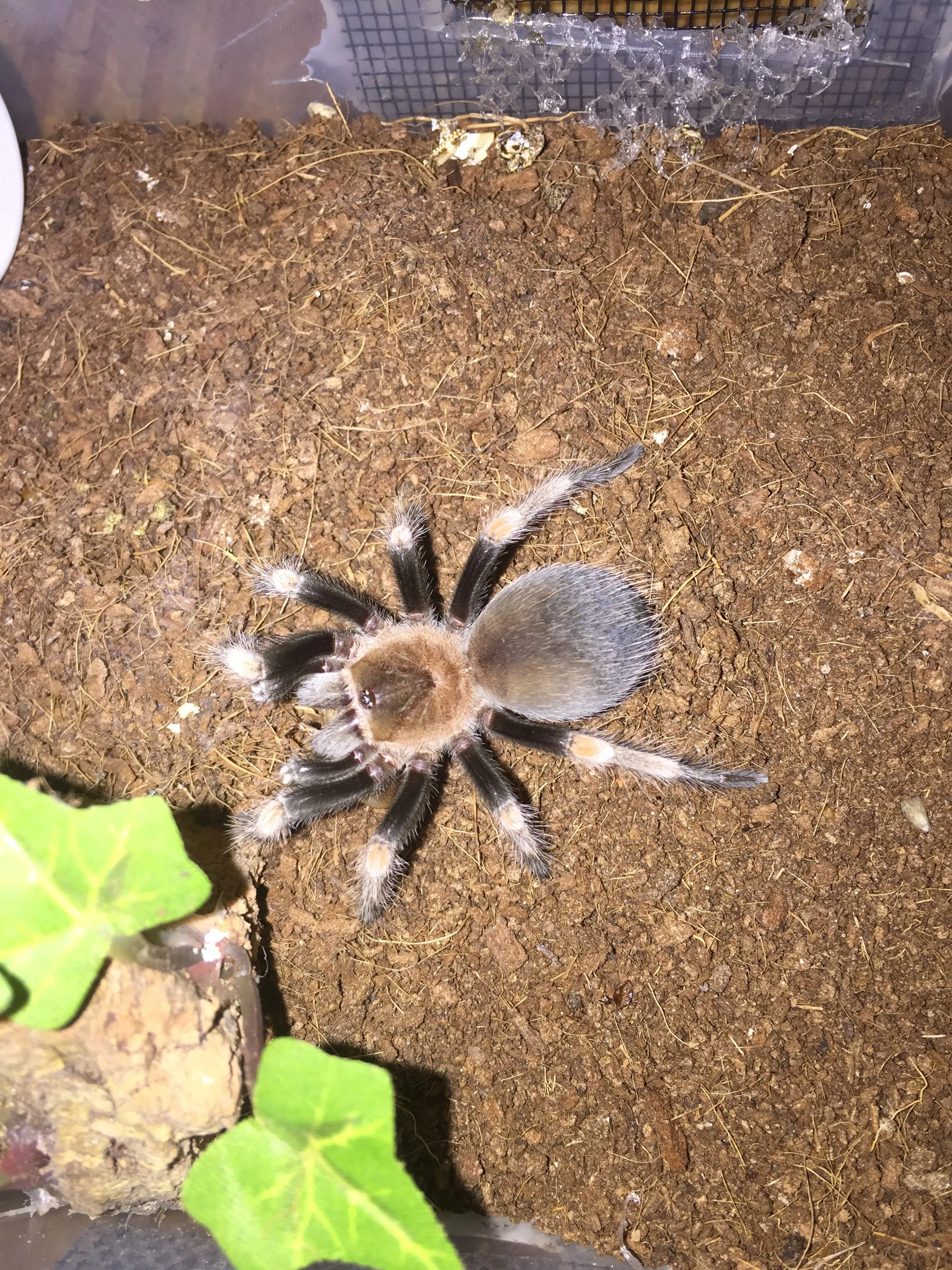 /img/17055-hamorii-tarantula-temperature.webp