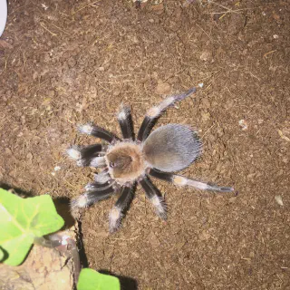 /img/17055-hamorii-tarantula-temperature.webp
