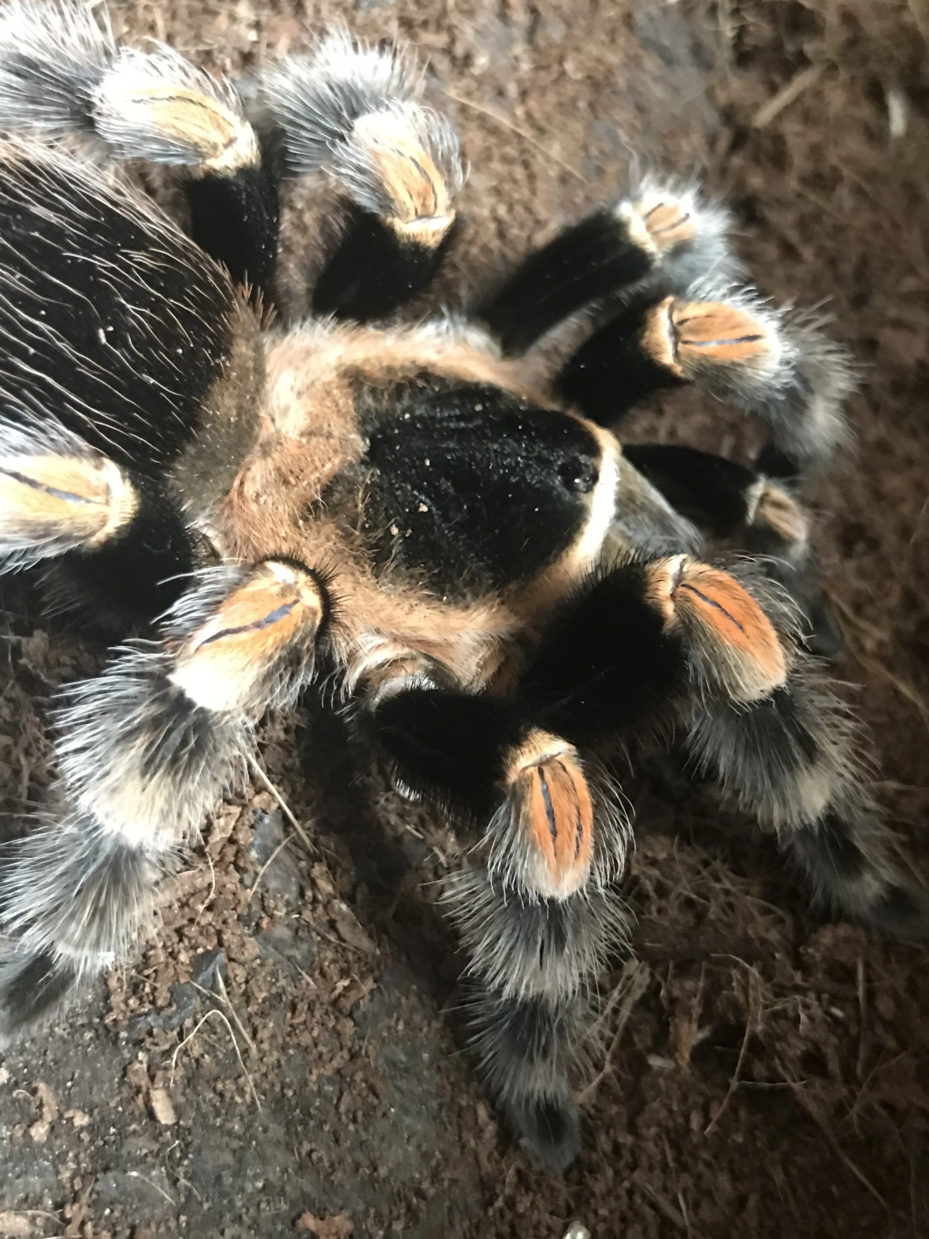 17055 hamorii tarantula water