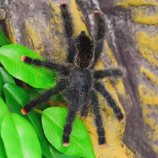 /img/17056-pinktoe-tarantula-breeding.webp