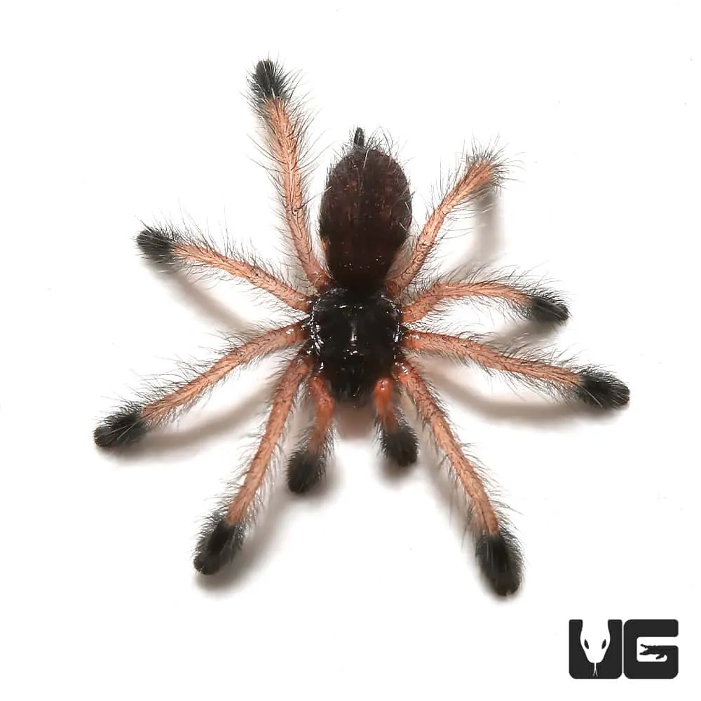 17056 pinktoe tarantula choosing