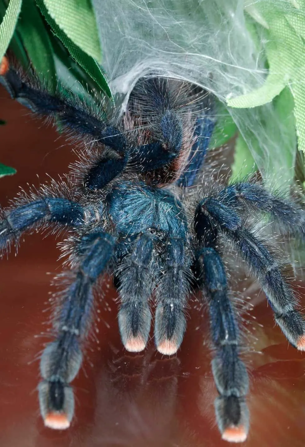 17056 pinktoe tarantula enclosure