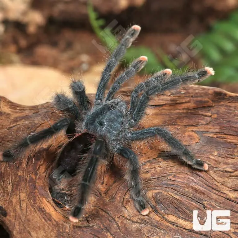 17056 pinktoe tarantula feeding