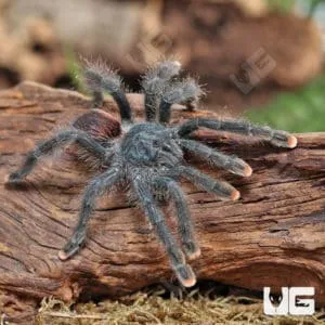 17056 pinktoe tarantula handling