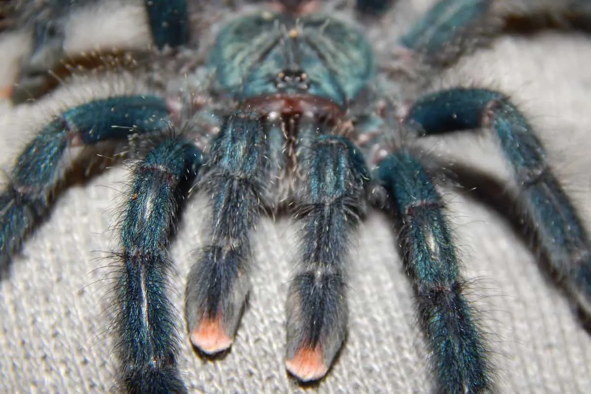 17056 pinktoe tarantula molting