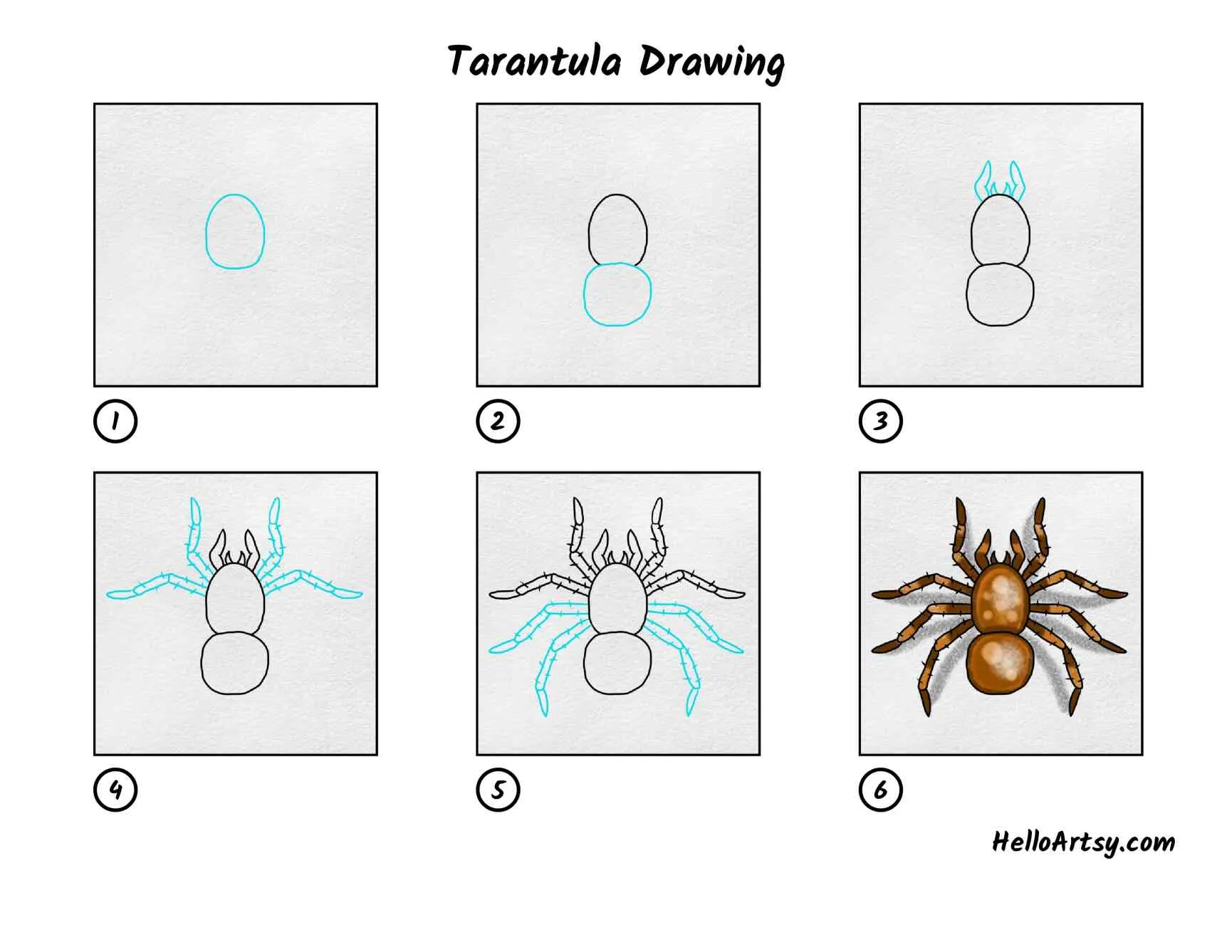 17057 tarantula handling