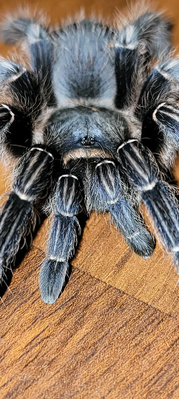17058 chaco golden knee tarantula