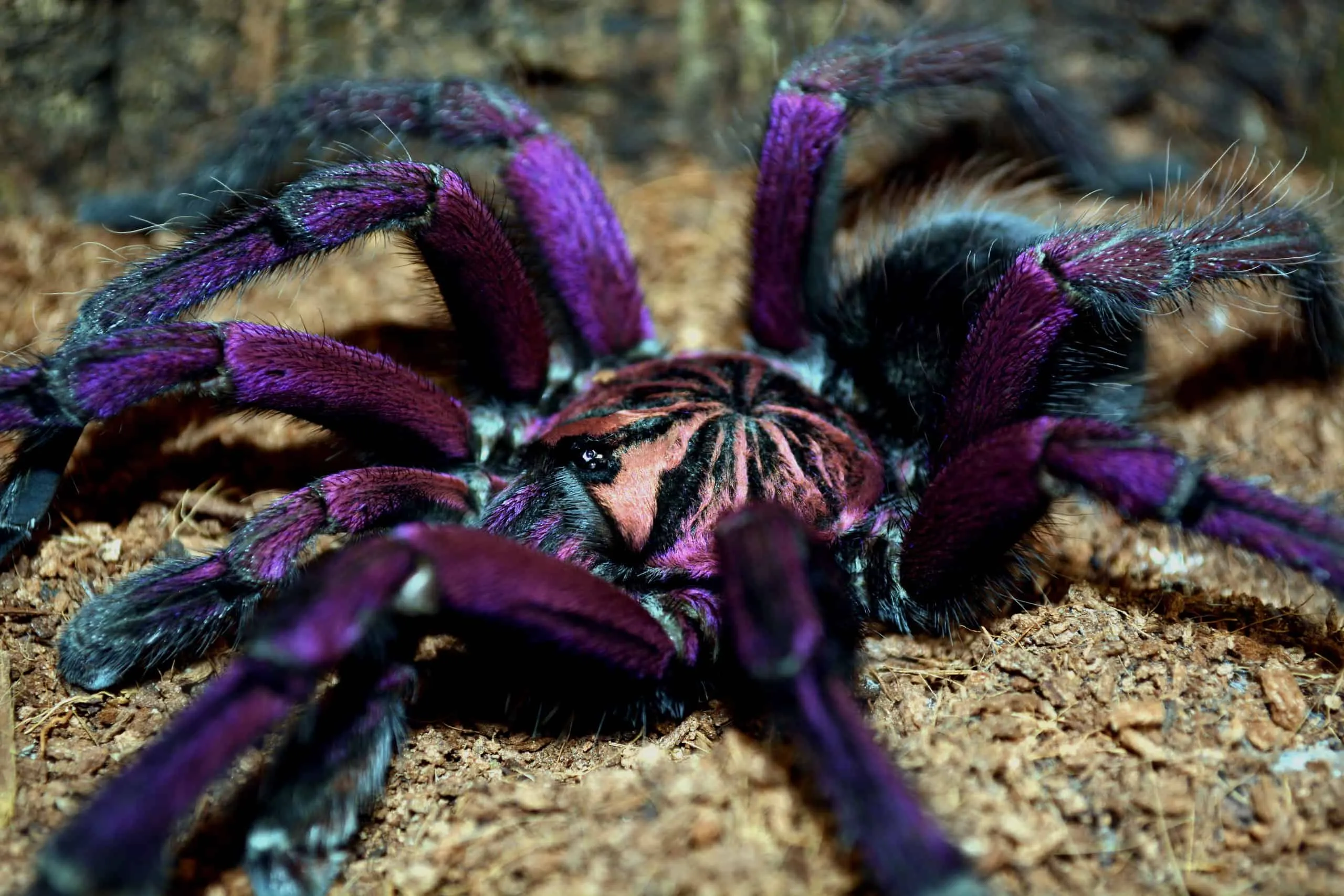 /img/17058-tarantula-handling.webp