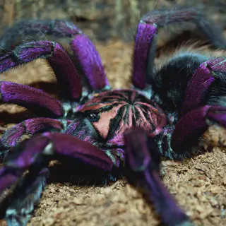 /img/17058-tarantula-handling.webp