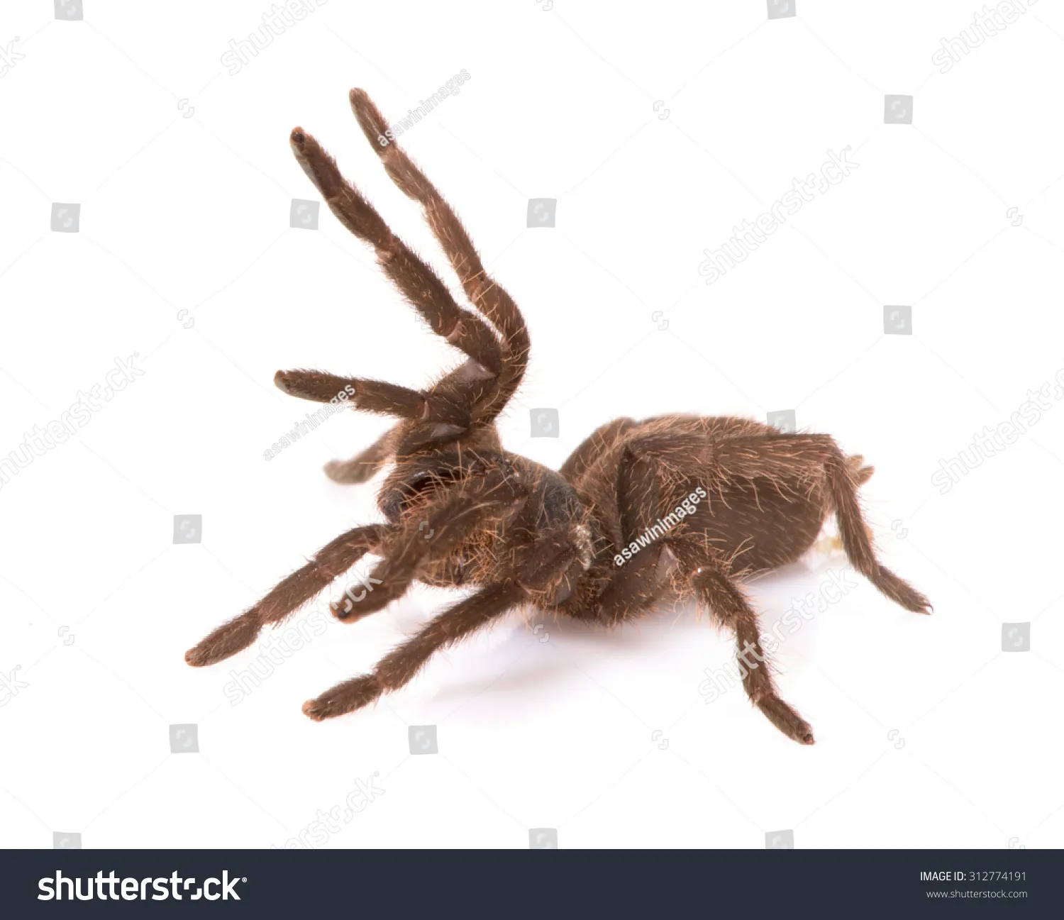 17059 tarantula bite treatment
