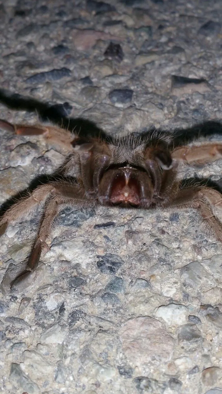 17059 tarantula defensive behavior