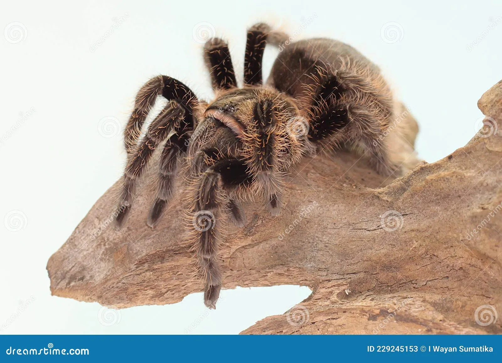 /img/17059-tarantula-facts-recap.webp