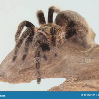 /img/17059-tarantula-facts-recap.webp