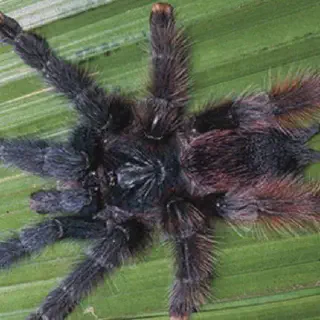 /img/17060-pink-toe-tarantula-breeding.webp