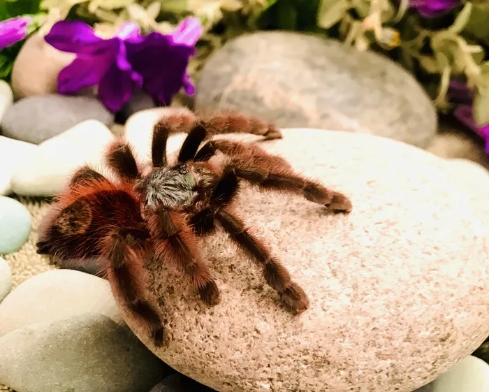 17060 pink toe tarantula feeding