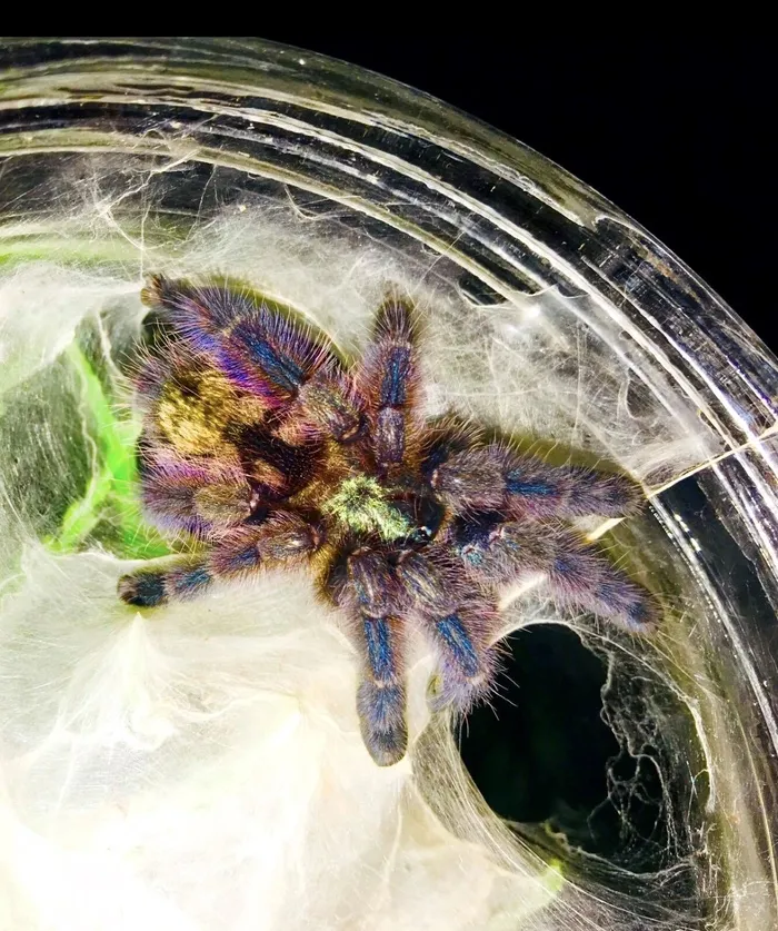 17060 pink toe tarantula handling