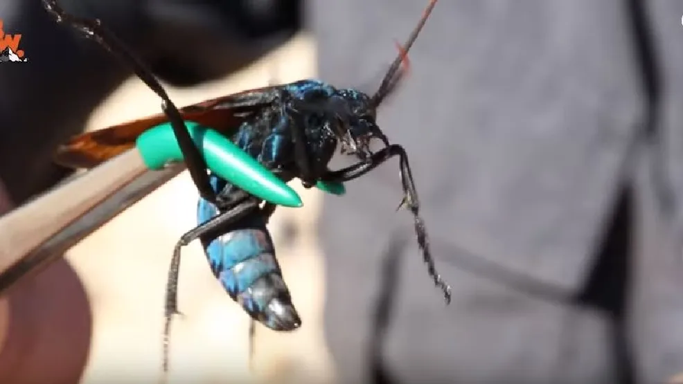 17061 tarantula hawk first aid