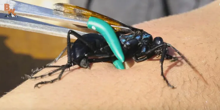 17061 tarantula hawk habitat
