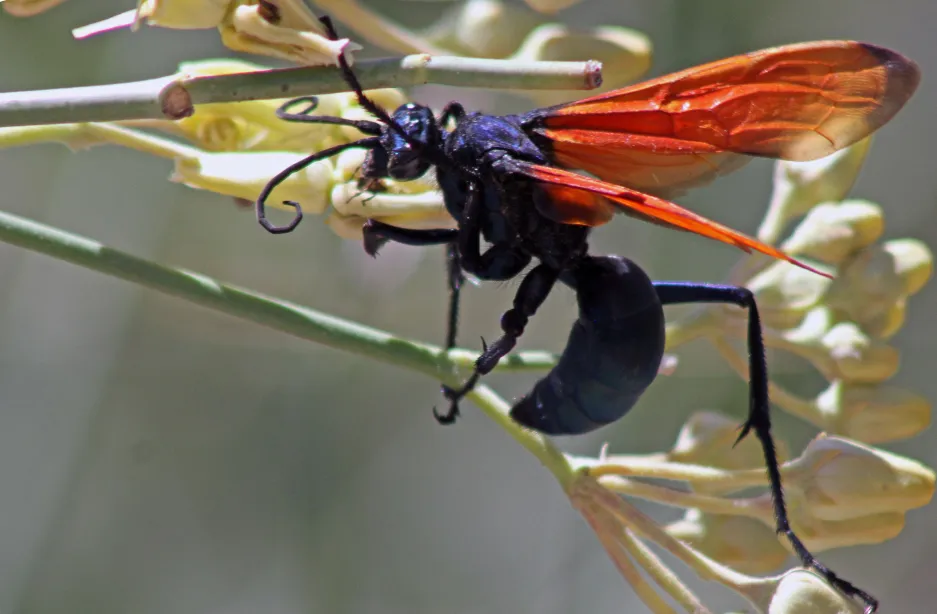 17061 tarantula hawk medical attention