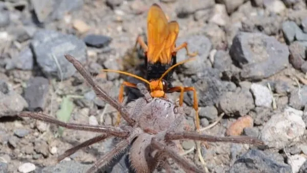 /img/17061-tarantula-hawk-prevention.webp