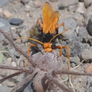 /img/17061-tarantula-hawk-prevention.webp