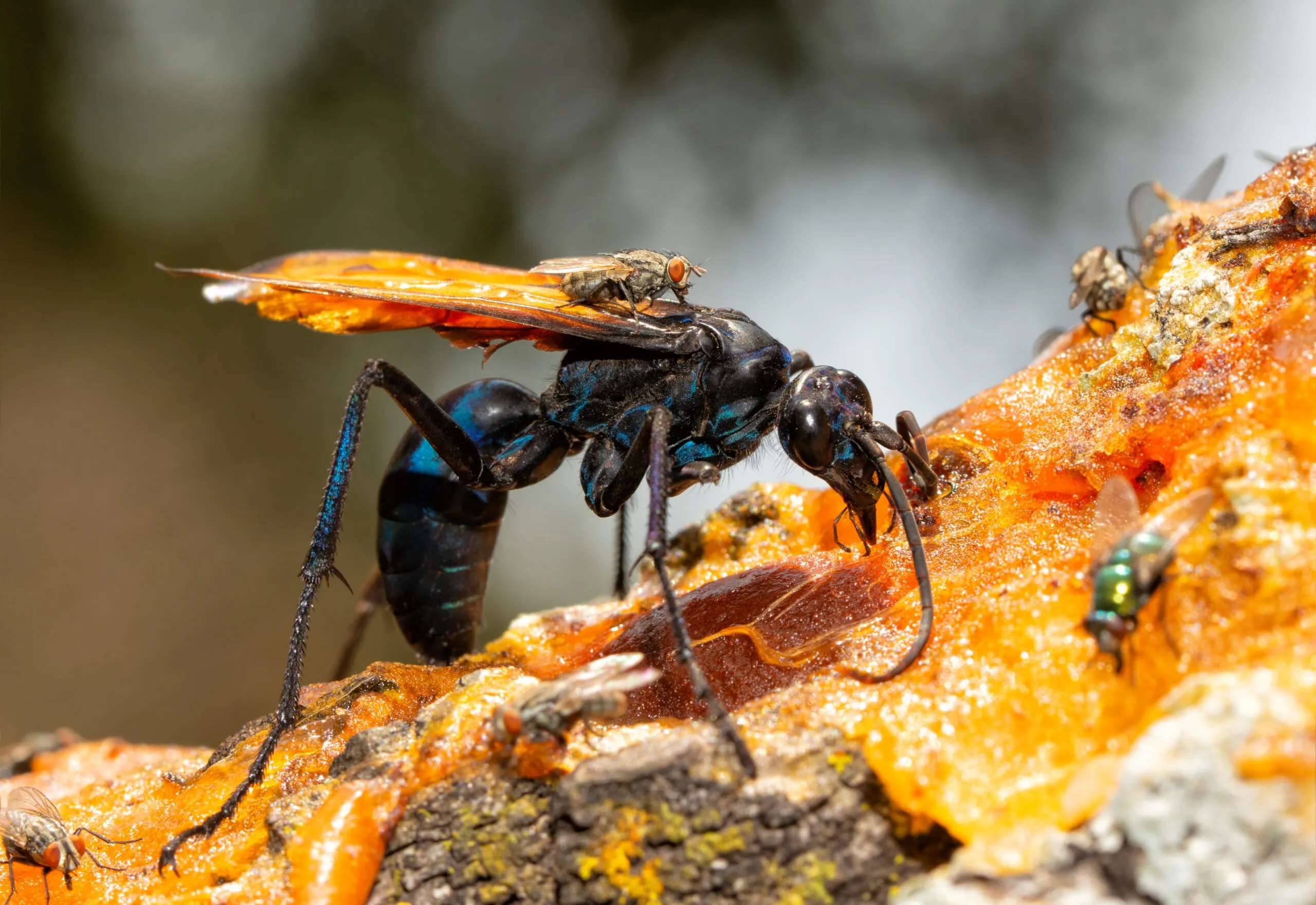 17061 tarantula hawk sting pain