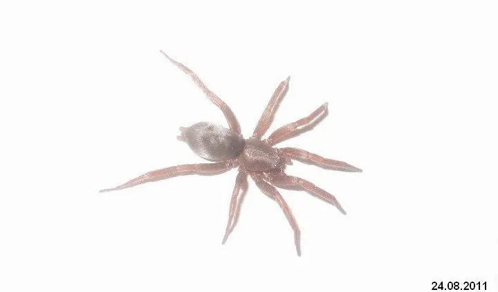 17062 tarantula spider species