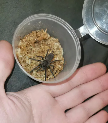 17063 beginner tarantula