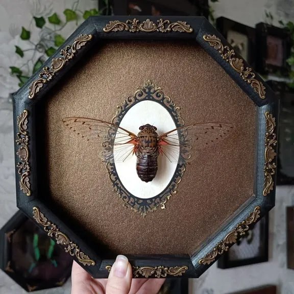 17063 tarantula water dish