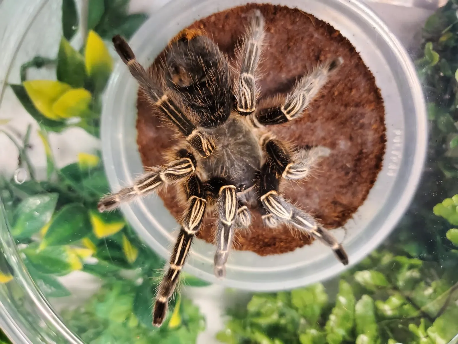 17064 striped knee tarantula bite symptoms
