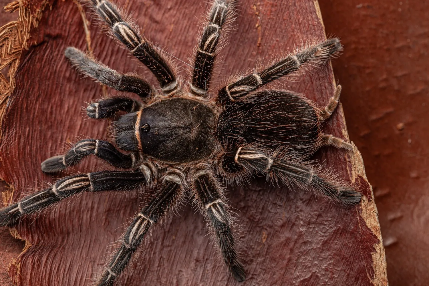 17064 striped knee tarantula diet