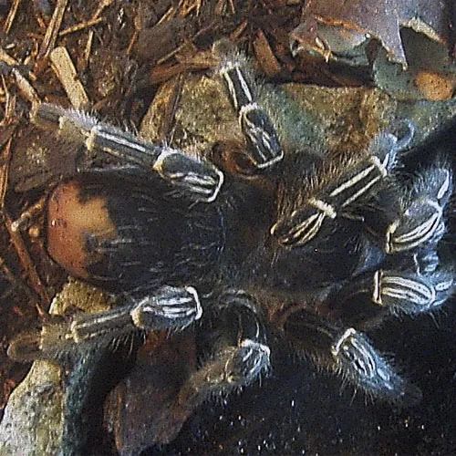/img/17064-striped-knee-tarantula-facts.webp