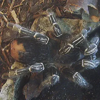 /img/17064-striped-knee-tarantula-facts.webp