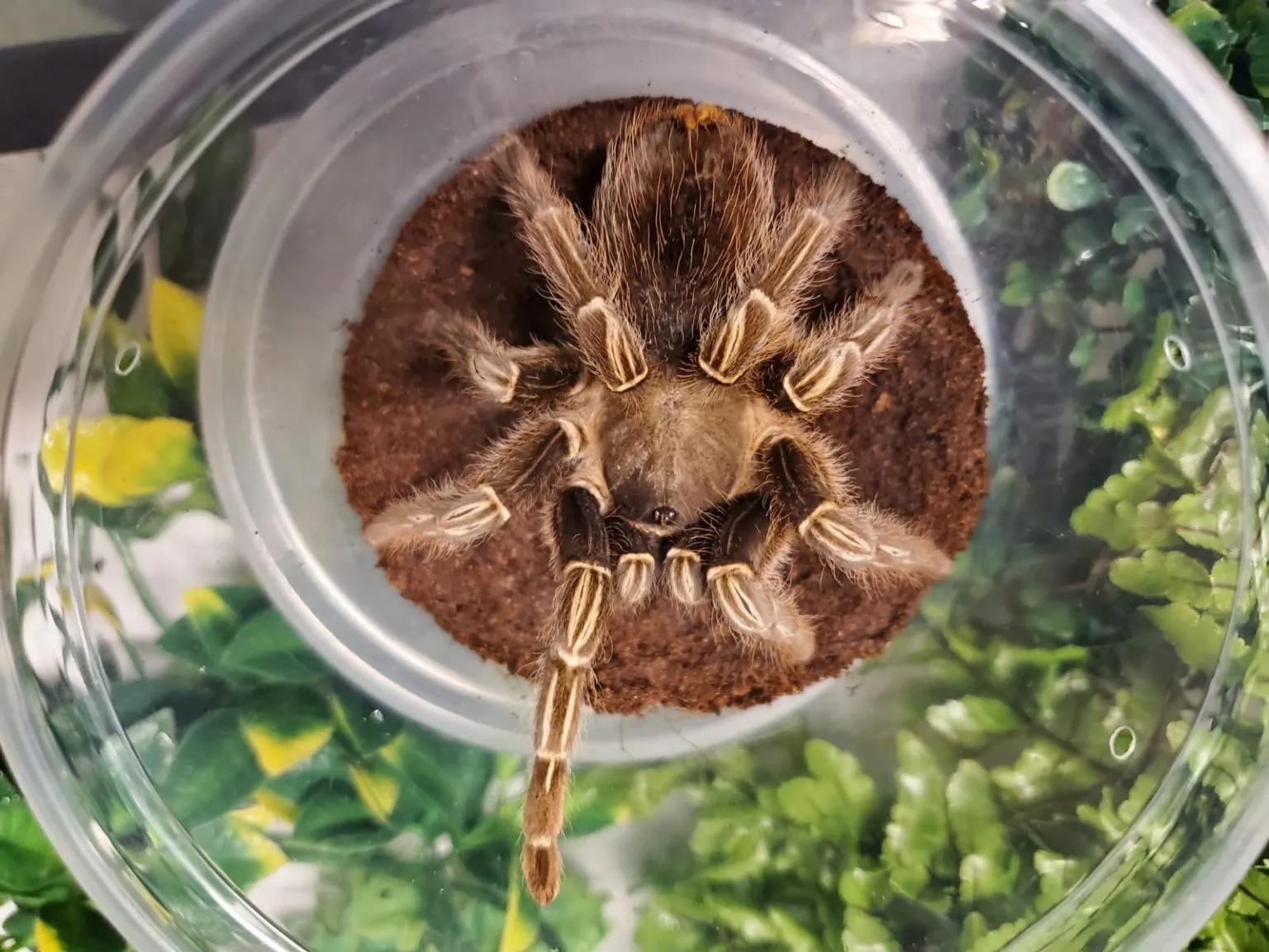 17064 striped knee tarantula handling