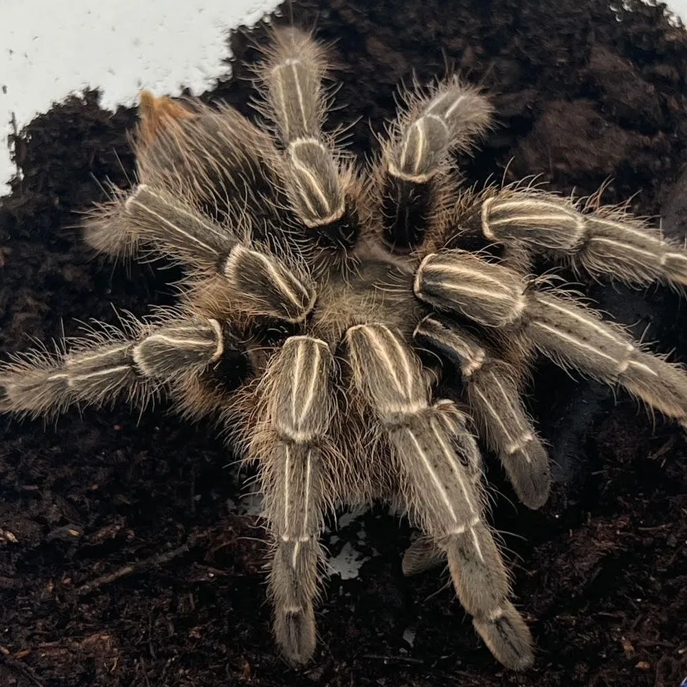 17064 striped knee tarantula misconceptions