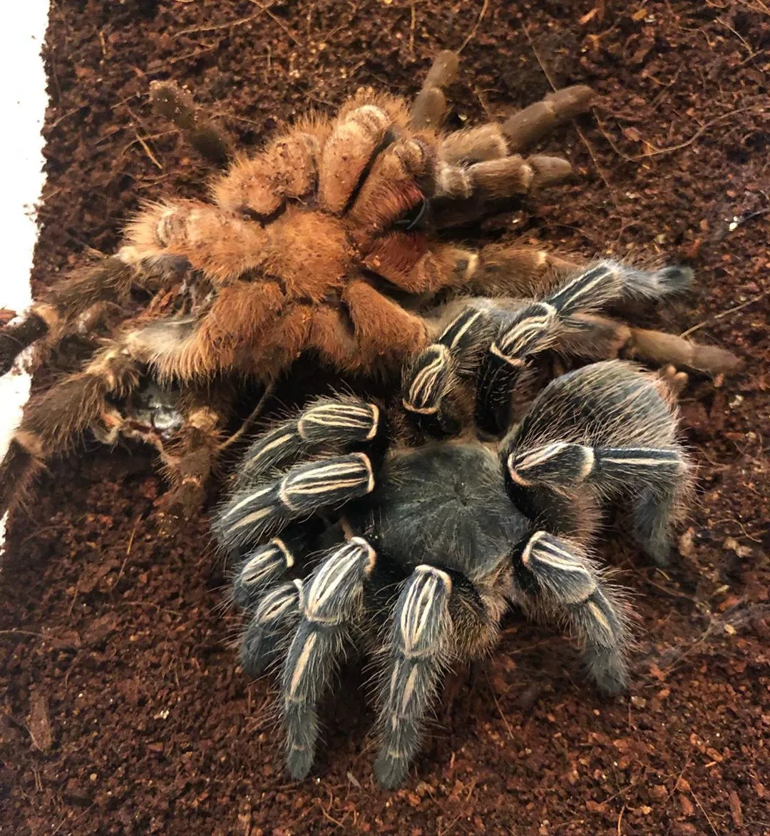 17064 striped knee tarantula venom