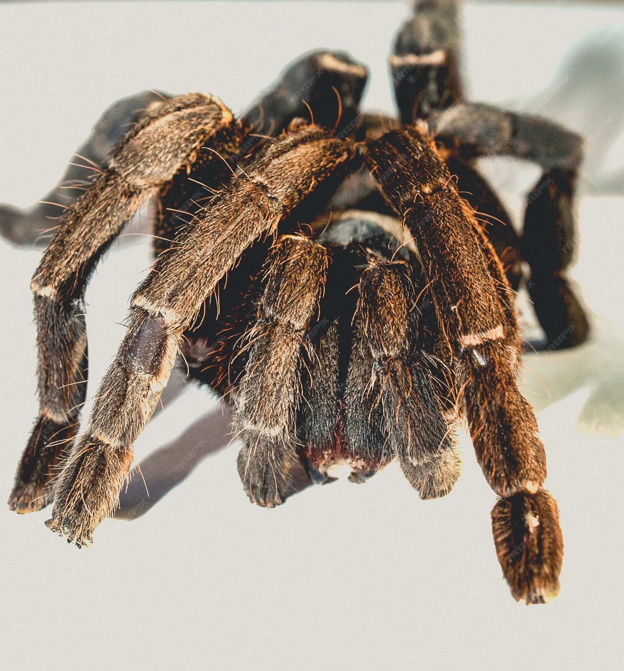 /img/17066-breeding-spider-tarantulas.webp