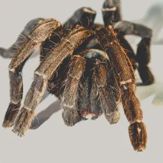 /img/17066-breeding-spider-tarantulas.webp