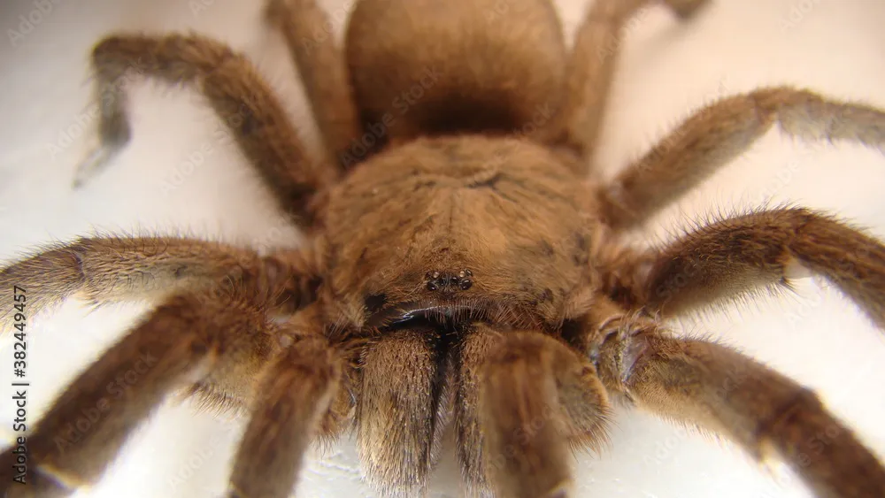 17066 spider tarantula health