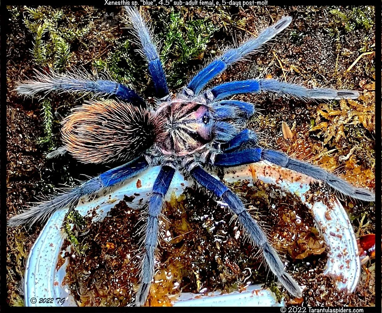 17066 tarantula enclosure