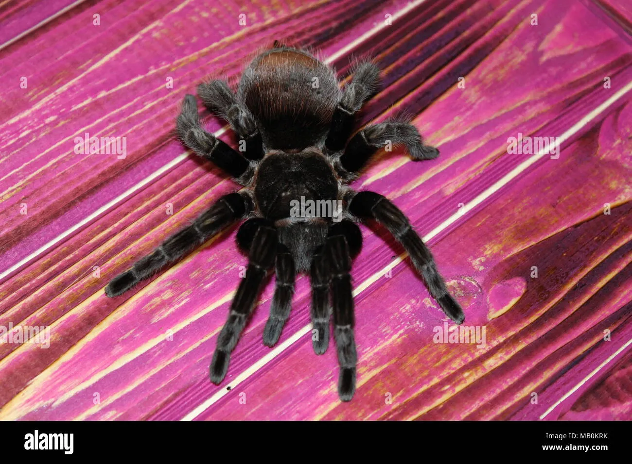 17066 tarantula handling
